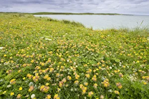 Kidney vetch (Anthyllis vulneraria) flowering on machair grassland at Balranald RSPB Kidney vetch (Anthyllis vulneraria) flowering on machair grassland at Balranald RSPB