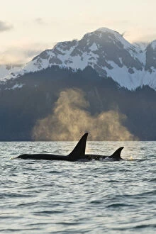 Killer WHale / Orca (Orcinus orca) bull and cow in Resurrection Bay, Kenai Fjords National Park