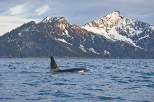 At Home in the Wild Collection: Killer Whale / Orca (Orcinus orca) large bull swimming in Resurrection Bay, Kenai