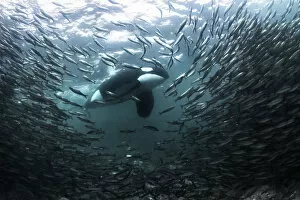 Images Dated 14th November 2016: Killer whale / Orca (Orcinus orca) large adult male stalking a large school of Herring