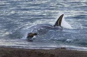 Killer whale / Orca (Orcinus orca) pursuing Sea lion (Otaria flavescens) close to the shore, Punta Norte Nature Reserve Killer whale / Orca (Orcinus orca) pursuing Sea lion (Otaria flavescens) close to the shore, Punta Norte Nature Reserve