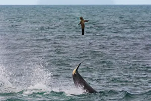 Killer whale / Orca (Orcinus orca) using tail to flip Sea lion (Otaria flavescens) prey out of the water Killer whale / Orca (Orcinus orca) using tail to flip Sea lion (Otaria flavescens) prey out of the water