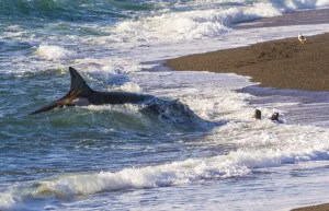 May 2022 Highlights Prints: Killer whale / Orca (Orcinus orca) hunting Sea lions (Otaria flavescens) close to the shore