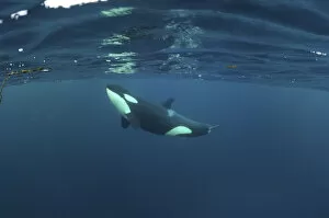 Images Dated 2nd February 2009: Killer whale / Orca (Orcinus orca) just below the surface, Kristiansund, Nordmore
