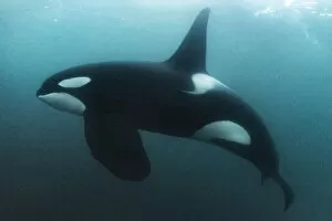 Scandinavia Collection: Killer whale / Orca (Orcinus orca) mature male, swimming underwater. Hamn, Senja, Norway