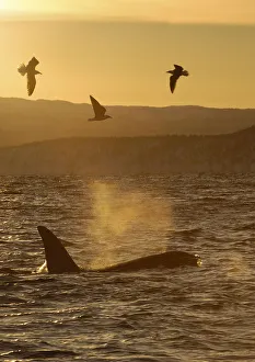 Breathing Prints: Killer whale / Orca (Orcinus orca) surfacing with three seabirds flying, Tysfjord