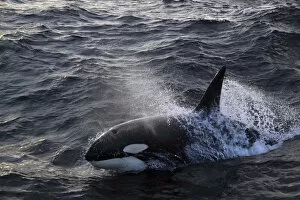 Images Dated 25th August 2010: Killer whale (Orcinus orca) breaking surface. North Sea