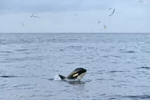 Images Dated 10th October 2012: Killer whale (Orcinus orca) following Shetland pelagic trawler Charisma'