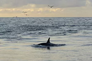 Images Dated 10th October 2012: Killer whale (Orcinus orca) following Shetland pelagic trawler Charisma close to Eshaness