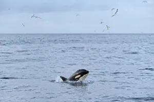 Killer whale (Orcinus orca) following Shetland pelagic trawler Charisma