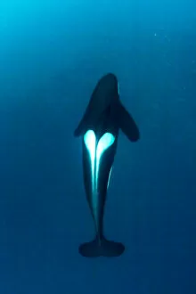 Clupeidae Gallery: Killer whale (Orcinus orca) hunting for herring fish (Clupea harengus), Andenes