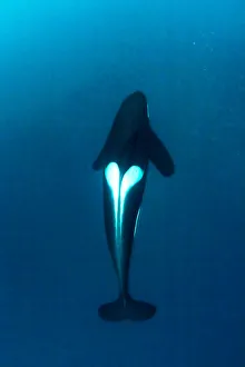 Killer whale (Orcinus orca) hunting for herring fish (Clupea harengus), Andenes