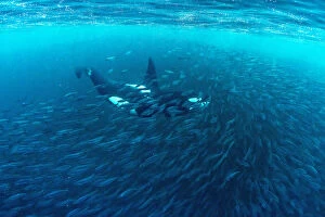 Images Dated 14th April 2016: Killer whale (Orcinus orca) hunting inside herring baitball (Clupea harengus), Andenes