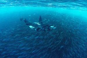 Killer whale (Orcinus orca) hunting inside herring baitball (Clupea harengus), Andenes