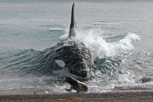 Killer whale (Orcinus orca) male named Mel attacking young South American sea lion