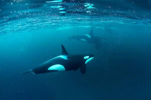 Images Dated 14th April 2016: Killer whale (Orcinus orca) pod hunting together in herring baitball (Clupea harengus)