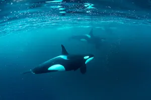 Nordic Countries Prints: Killer whale (Orcinus orca) pod hunting together in herring baitball (Clupea harengus)