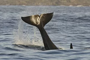 Killer whale (Orcinus orca) tail slapping at sunset, transient race, Vancouver Island