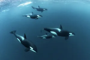 Osteichthyes Collection: Killer Whales / Orcas (Orcinus orca)