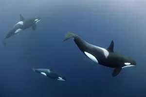Three Killer whales / Orcas (Orcinus orca) underwater, Kristiansund, Nordmore, Norway