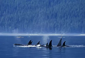 2013 Highlights Gallery: Killer whales (Orcinus orca) off the coast of British Columbia, North Pacific Ocean