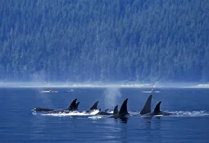 Killer whales (Orcinus orca) off the coast of British Columbia, North Pacific Ocean