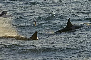 Images Dated 6th October 2011: Two Killer whales (Orcinus orca) with a solitary Fulmar (Fulmarus glacialis) seen