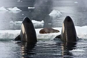 Killer Whales (Orcinus orca) spy-hopping to observe Weddell Seal (Leptonychotes weddellii)