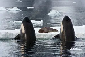 Miispecies Prints: Killer Whales (Orcinus orca) spy-hopping to observe Weddell Seal (Leptonychotes weddellii)