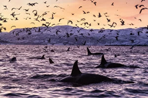 Killer whales (Orcinus orca) at the surface in an Arctic fjord in Spildra, northern Norway