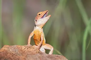 Agamidae Prints: Kimberley rock dragon (Diporiphora perplexa) male in full breeding colouration displaying from a rock perch