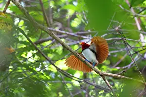 Paradisaeidae Prints: King bird of paradise (Cicinnurus regius) male