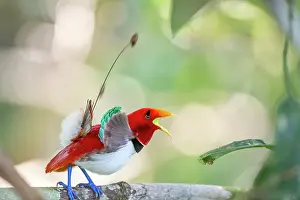 Calling Prints: King bird of paradise (Cicinnurus regius) male