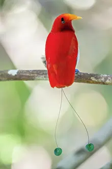 Rear View Prints: King bird of paradise (Cicinnurus regius) male perched on branch, Aru Island, Indonesia