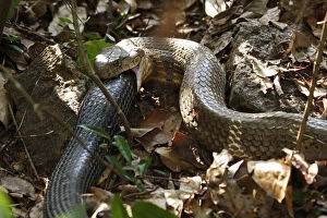 King cobra (Ophiophagus hannah) cannibalism, male swallowing female on forest floor