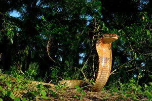 Animals In The Wild Gallery: King cobra (Ophiophagus hannah) in strike pose, Malaysia