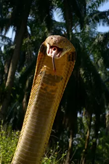 King cobra (Ophiophagus hannah) in strike pose with mouth open, tongue out and glottis