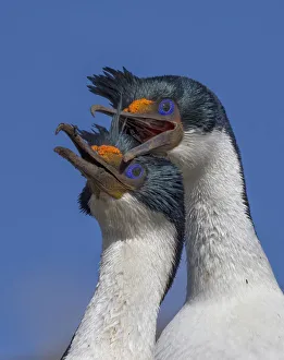 Images Dated 16th December 2019: King cormorants (Phalacrocorax atriceps) in courtship behaviour at their nest site