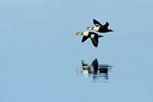 2012 Highlights Gallery: King Eider (Somateria spectabilis) flying low over water. Floe edge, Arctic Bay, Nunavut