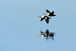Nunavut Prints: King Eider (Somateria spectabilis) flying low over water. Floe edge, Arctic Bay, Nunavut