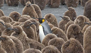 King Penguin (Aptenodytes patagonicus) adult surrounded by huddled chicks, riding