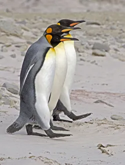 Images Dated 11th December 2009: King Penguin (Aptenodytes patagonicus) trio walking in line beside each other on a beach