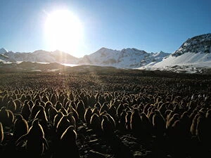 Images Dated 30th September 2008: King penguin (Aptenodytes patagonicus) chicks in mass breeding colony, St Andrews Bay