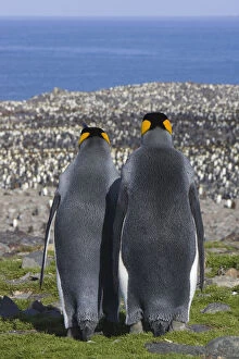 Aptenodytes Patagonicus Gallery: King Penguin (Aptenodytes patagonicus) male and female rear view looking out over colony