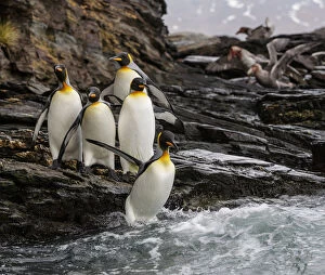 Aptenodytes Patagonicus Gallery: King penguin (Aptenodytes patagonicus) group on rocks, jumping into South Atlantic