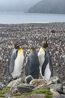 Images Dated 8th September 2020: King Penguin (Aptenodytes patagonicus) colony at Salisbury Plain, South Georgia