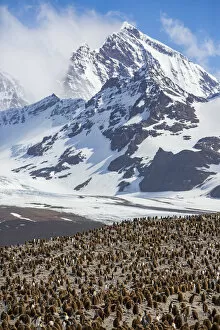 Aptenodytes Gallery: King penguin (Aptenodytes patagonicus) breeding colony with chicks in creche