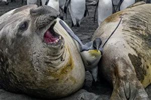 King penguin (Aptenodytes patagonicus) caught between two huge Southern elephant seals (Mirounga leonina) Gold Harbour
