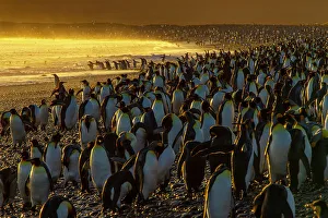 Aptenodytes Patagonicus Gallery: King penguin (Aptenodytes patagonicus) colony at dawn, Salisbury Plain, South Georgia