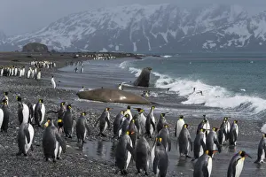 Sphenisciformes Prints: King penguin (Aptenodytes patagonicus) colony standing on beach with Southern elephant seals (Mirounga leonina) behind